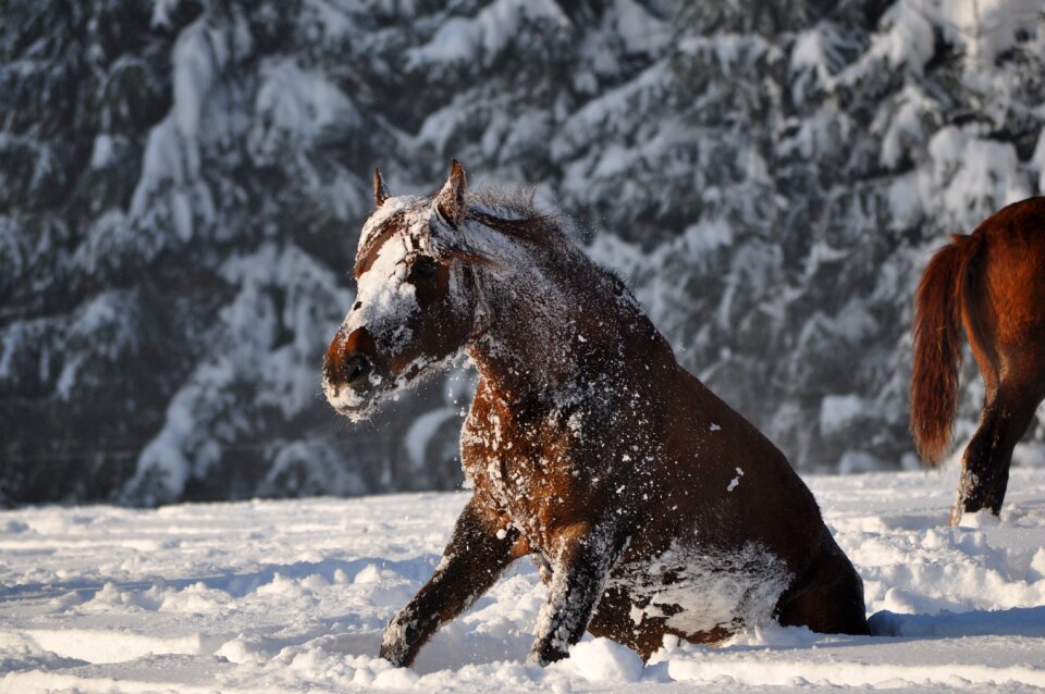 Outdoors mammal horse