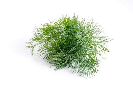 Food herb green photo
