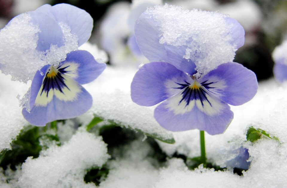 Snow flower violets