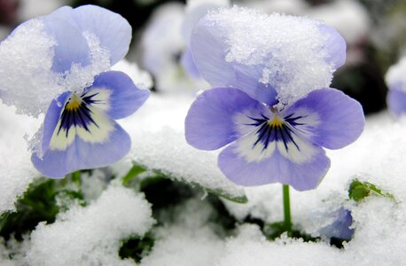 Snow flower violets