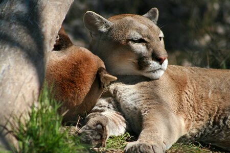 Nature cat lion photo