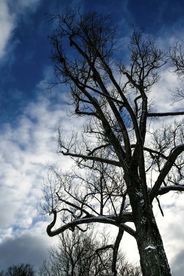 Winter bare branches silhouette