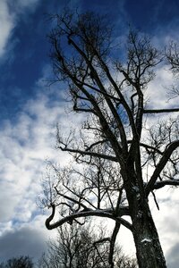 Winter bare branches silhouette photo