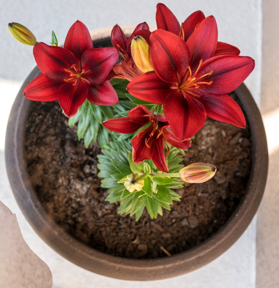 Decoration flora plant