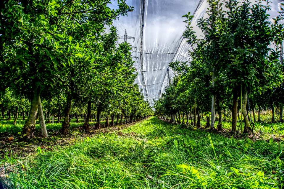 Fruit fruit tree plantation apple trees