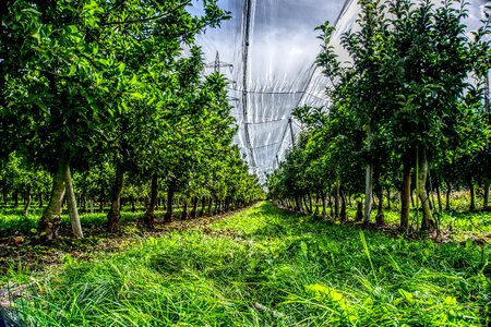 Fruit fruit tree plantation apple trees