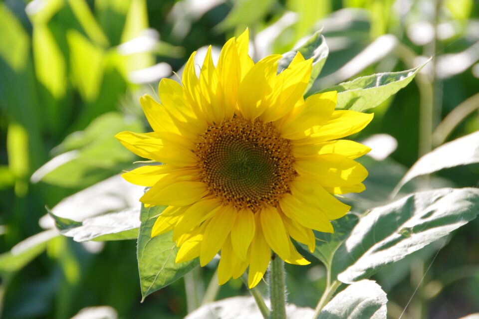 Flower leaf sunflower