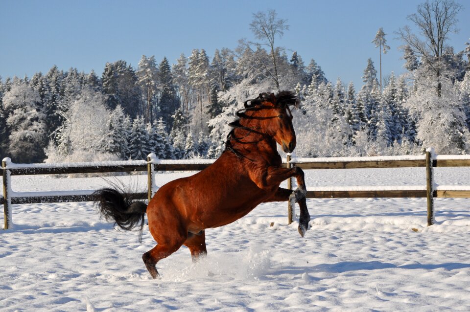 Outdoors paso fino stallion