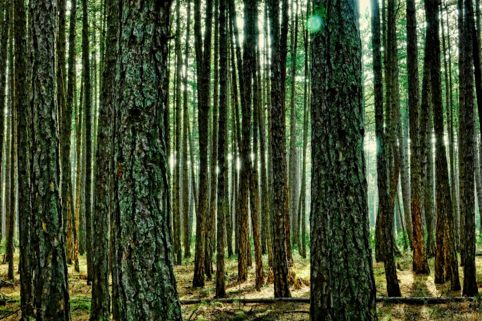 Tribe backlighting conifer