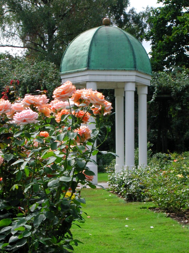 Rose dome garden