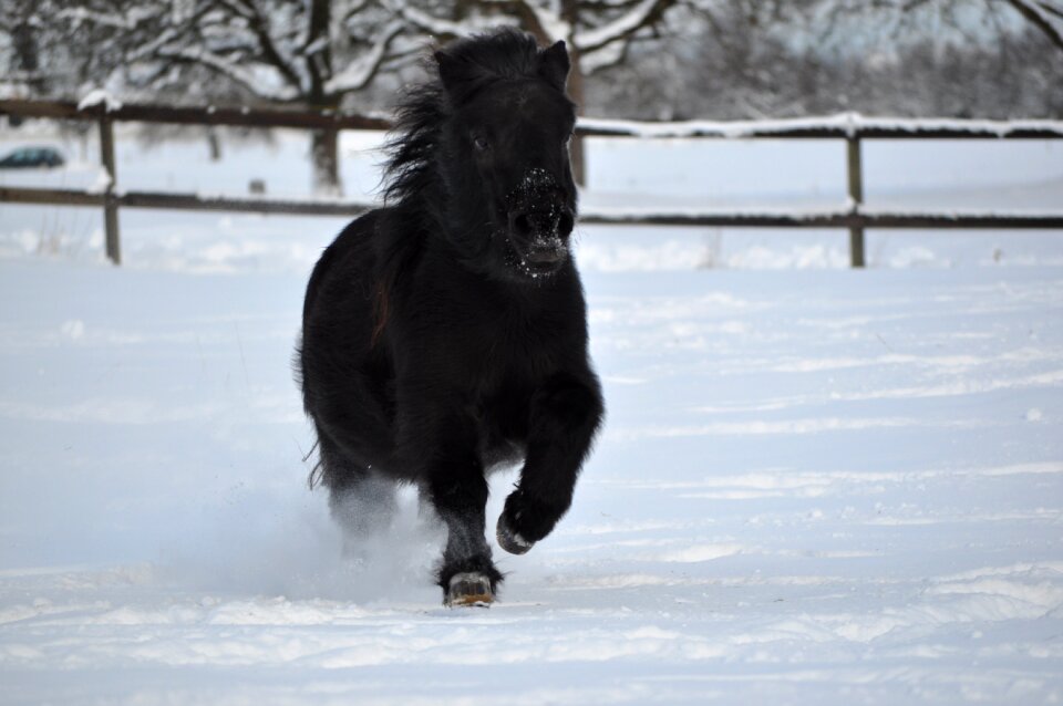 Mammal outdoors shetland pony