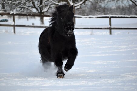 Mammal outdoors shetland pony