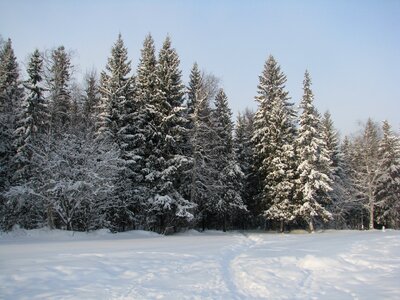 Snow winter forest pine photo