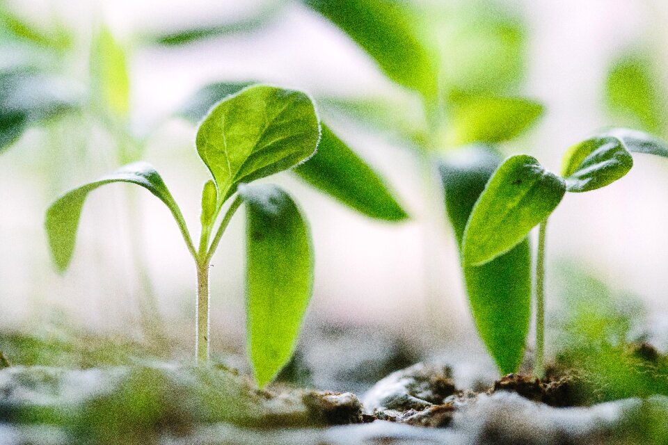 Nature field plant