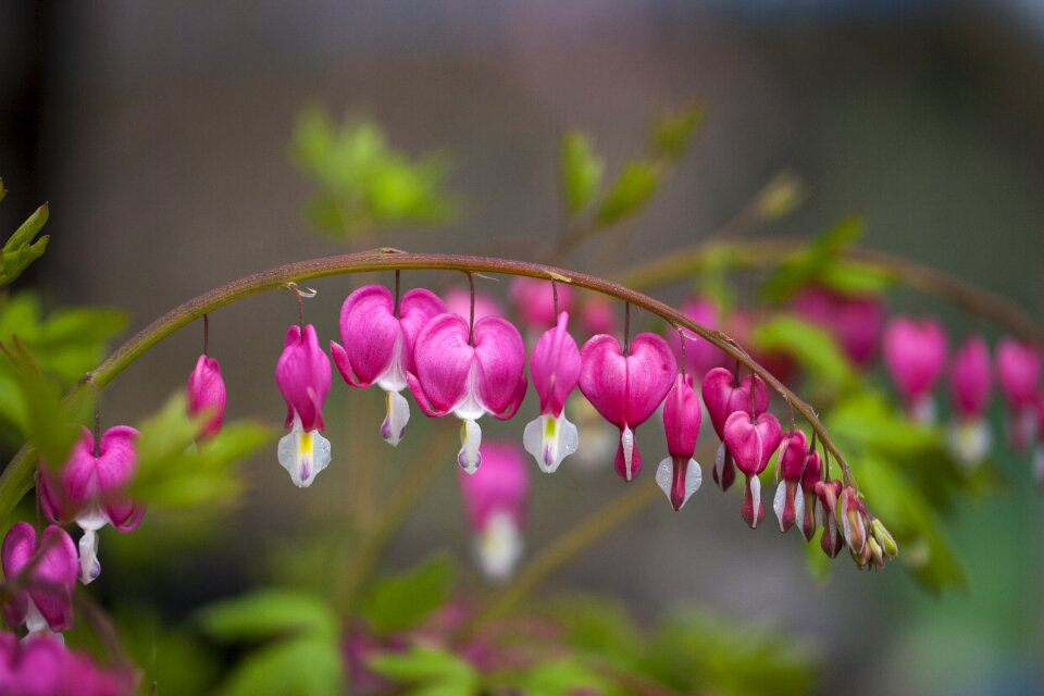 Garden leaf bleeding heart