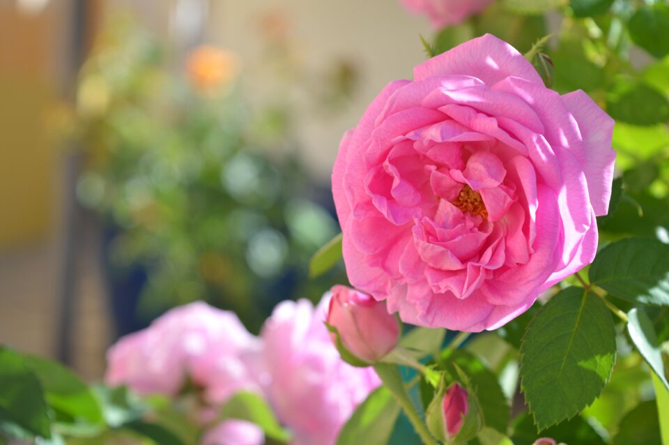 Rosa background blurred