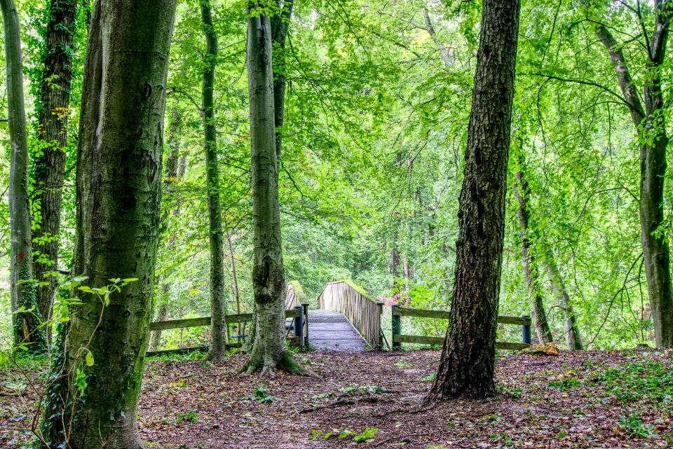 Nature green wooden bridge