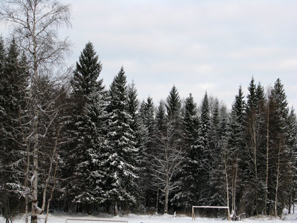 Thicket winter forest landscape