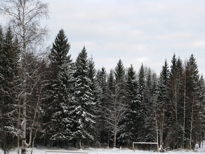 Thicket winter forest landscape photo