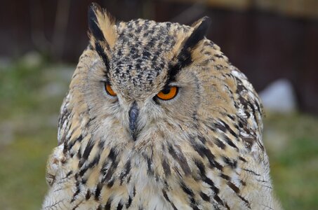 Owl nature feather photo