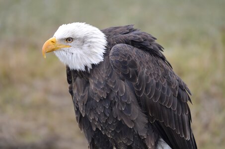 Bird of prey bald eagle bird