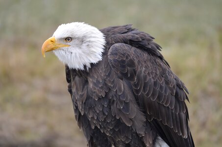 Bird of prey bald eagle bird photo