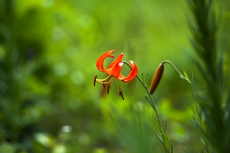 Summer wildflower lily