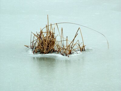 Winter dry reed small view