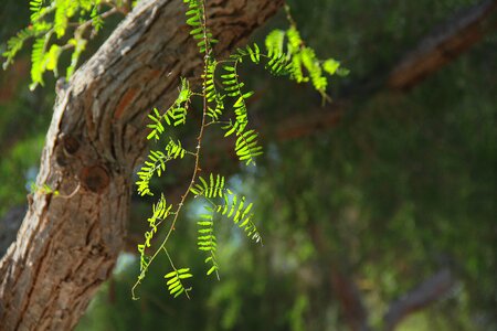 Plant wood green photo