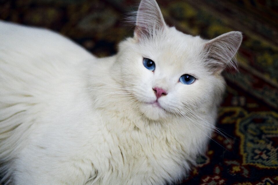 Cat mammal portrait