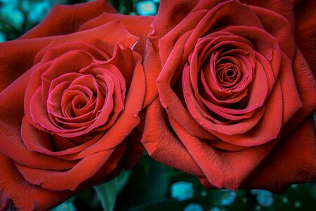 Flower blooming anniversary