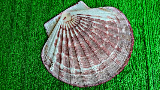 Nature sea shells photo