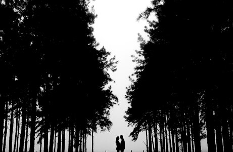 Trees sweet black