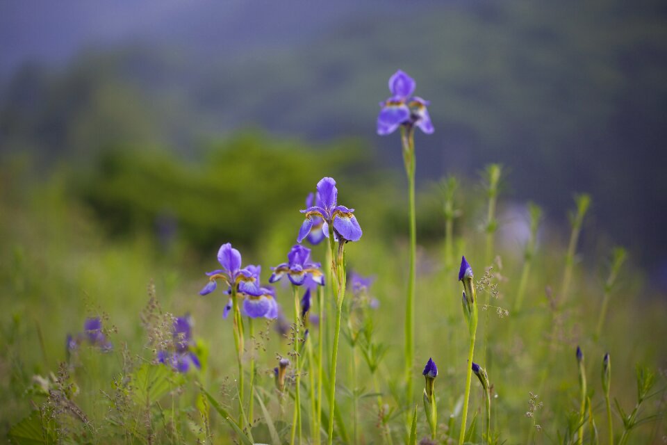 Hayfields grass wildflower