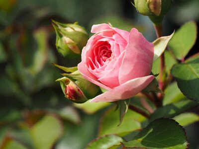 Love rose blooms flower