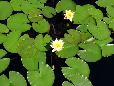 Pond bloom pad