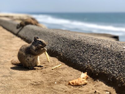 Water seashore fries photo