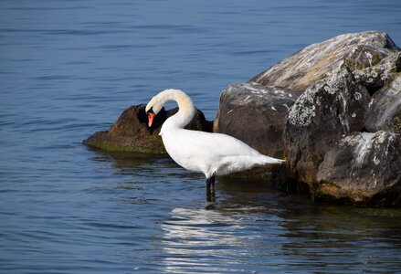 Lake nature haute savoie photo