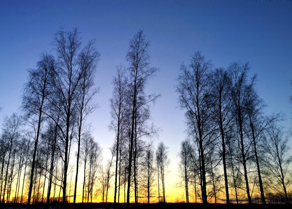 Tree himmel nature
