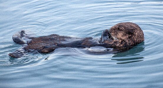 Kenai fjords national park waters animal world