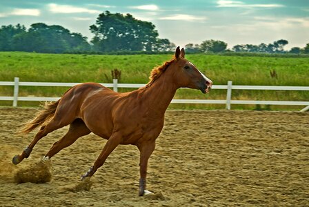 Equine stallion animal photo