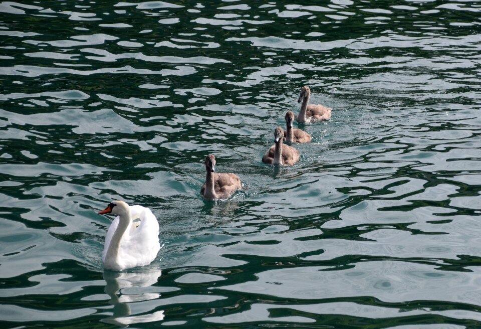 Lake nature haute savoie photo