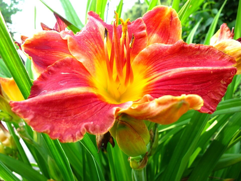 Flower bed garden summer
