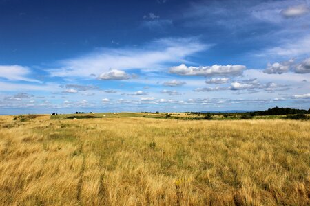 Heaven field mice photo