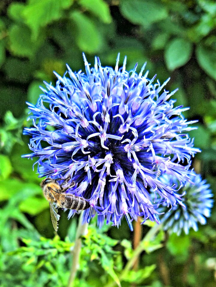 Bloom silberblau flower