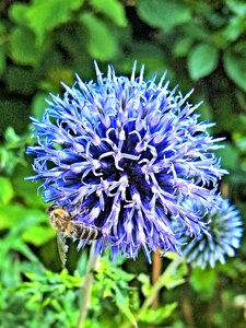 Bloom silberblau flower