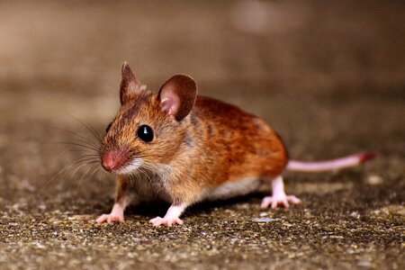 Mouse rodent fur photo