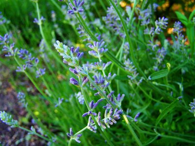 Lavender fragrant herbs purple