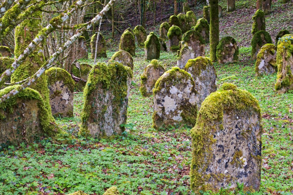 Cemetery forest hill