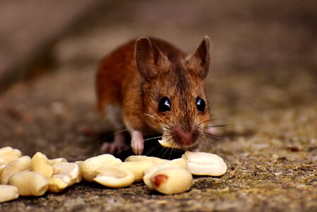 Eat peanuts mammal